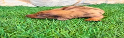 Teckel Miniatura perros en venta: Teckel Miniatura merle chocolate - Anuncio 9