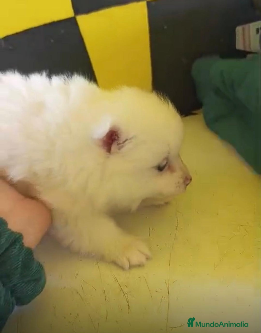 Pomerania perros en venta: Lulu pomerania toy  - Anuncio 8