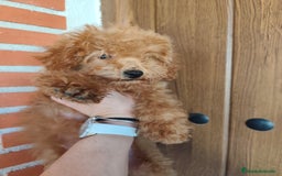 Caniche Toy perros en venta: Benny de PraoToro  - Imagen 5
