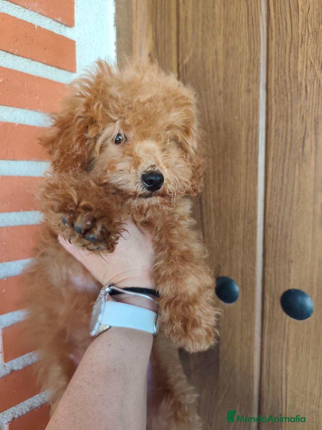 Caniche Toy perros en venta: Benny de PraoToro  - Imagen 5