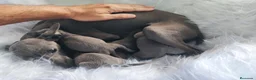 Pequeño Lebrel Italiano perros en venta: Pequeño Lebrel Italiano. Galgo Piccolo - Anuncio 6