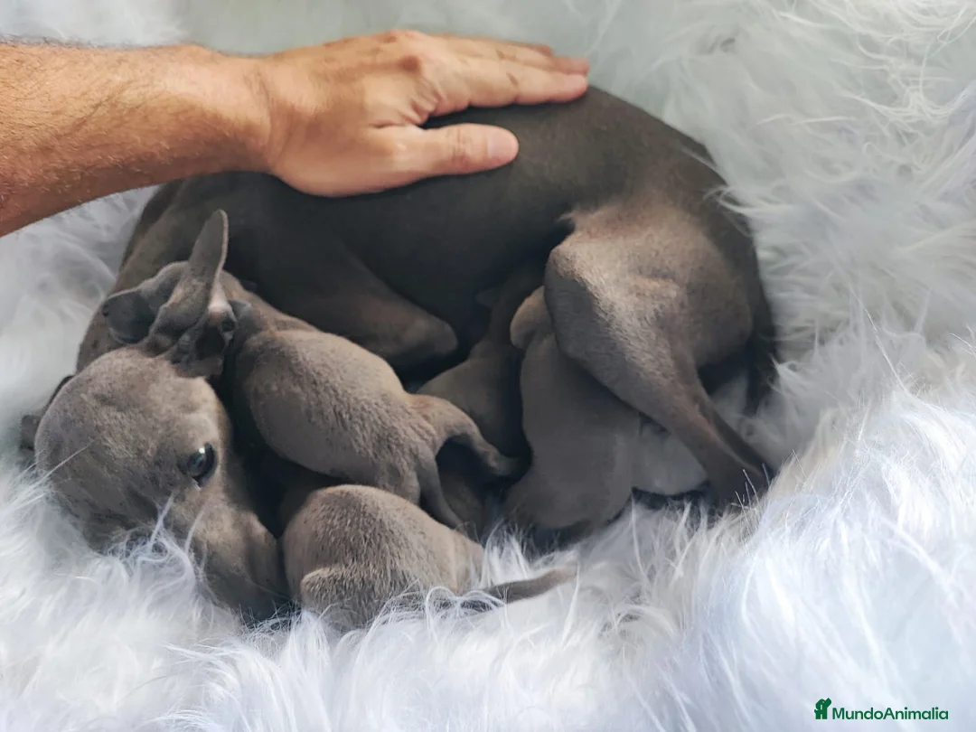Pequeño Lebrel Italiano perros en venta: Pequeño Lebrel Italiano. Galgo Piccolo - Anuncio 6