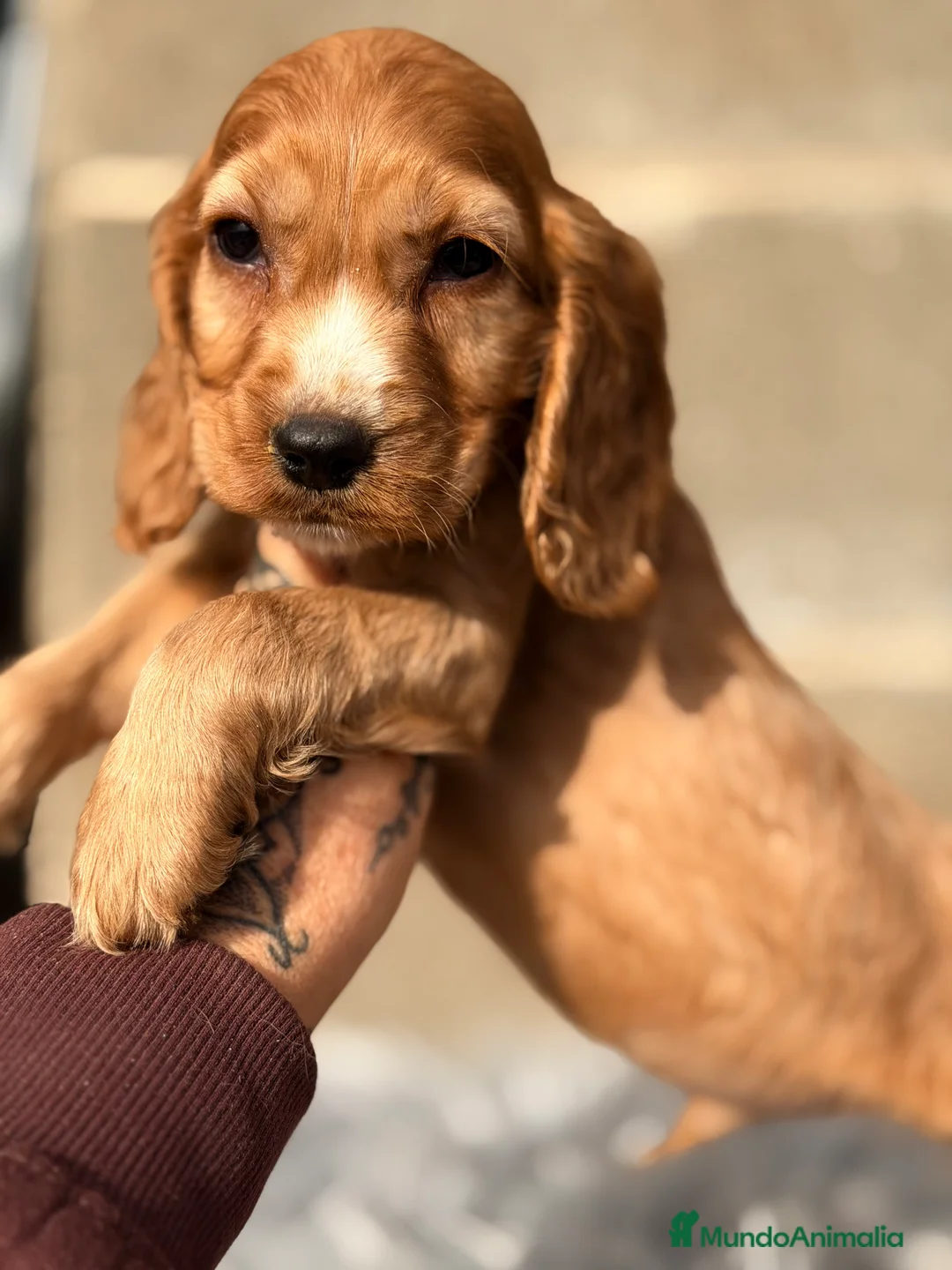 Cocker Spaniel Inglés perros en venta: Cocker Ingles dorado - Anuncio 1