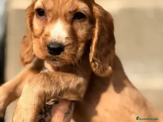 Cocker Spaniel Inglés perros Cocker Ingles dorado - Anuncio 15