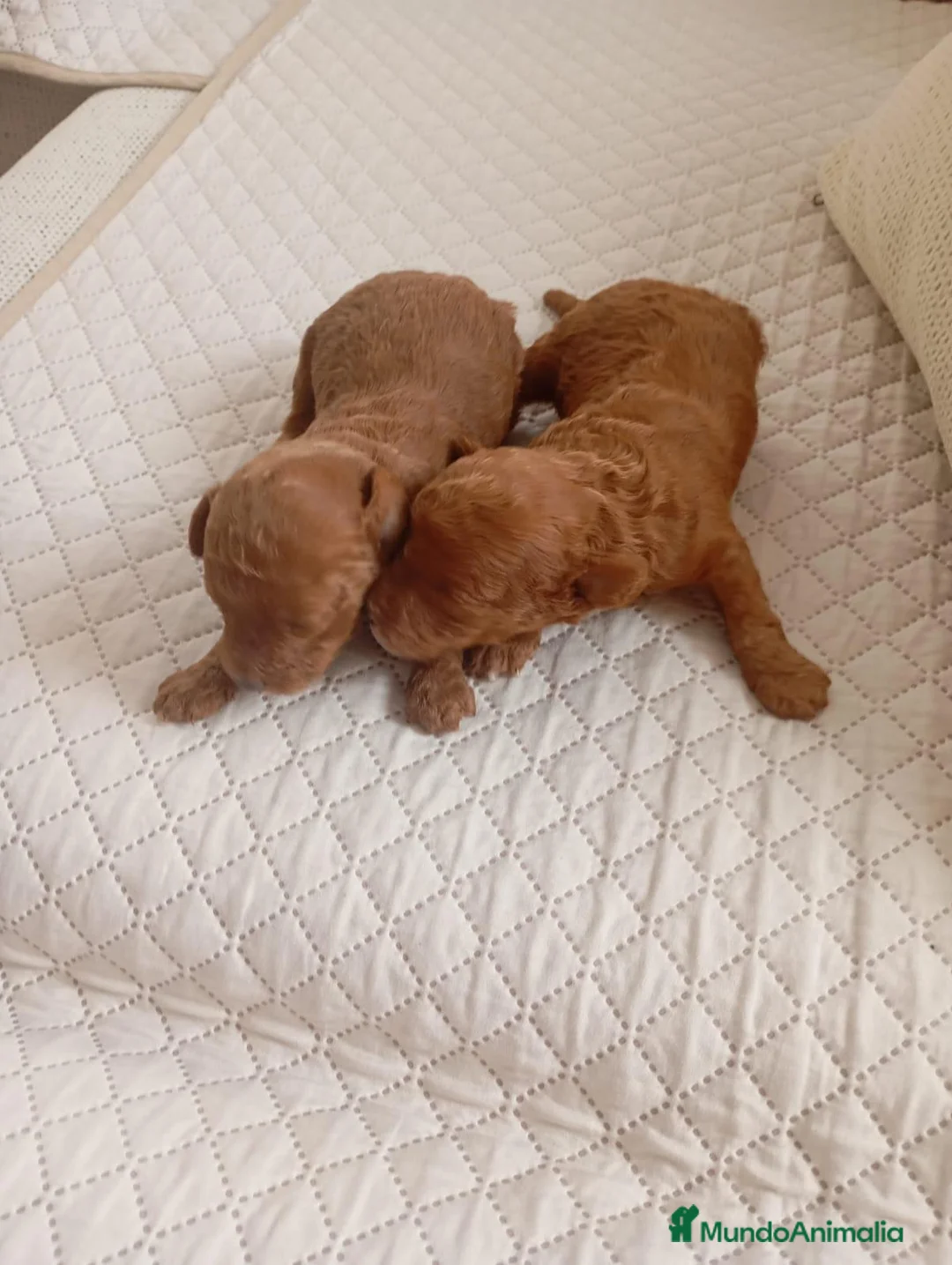 Raza Mixta perros en venta: Caniches - Anuncio 9