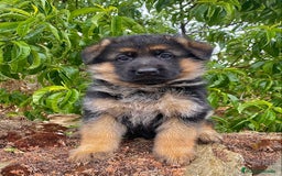 Pastor Alemán perros en venta: Cachorros de pastor alemán  en Salamanca - Imagen 2