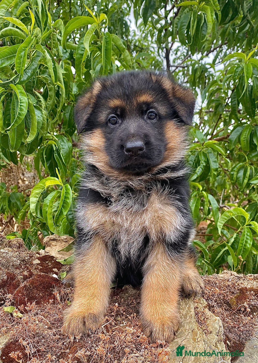 Pastor Alemán perros en venta: Cachorros de pastor alemán  en Salamanca - Imagen 2