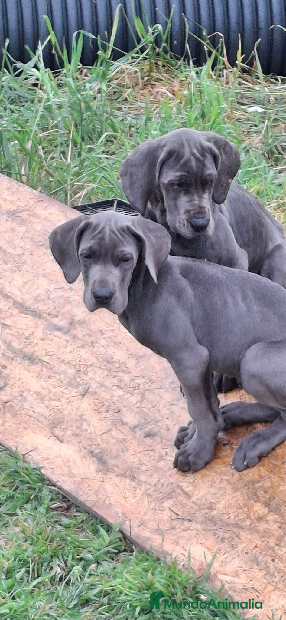 Dogo Alemán perros Cachorra azul - Anuncio 2