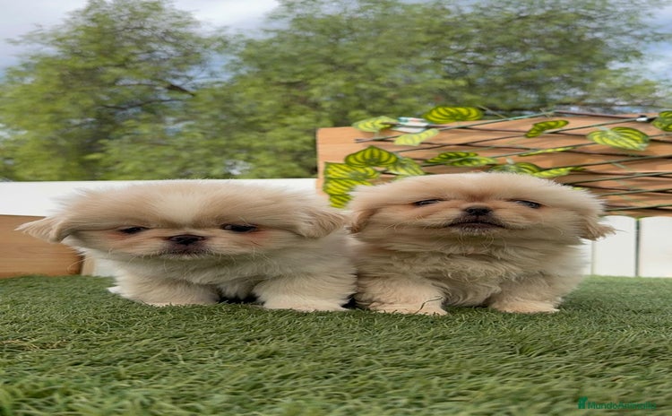 Pekinés perros - Anuncio 2