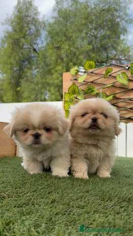 Pekinés perros - Anuncio 2