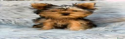 Yorkshire Terrier perros en venta: YORKSHIRE NEGRO FUEGO MACHO  - Anuncio 2