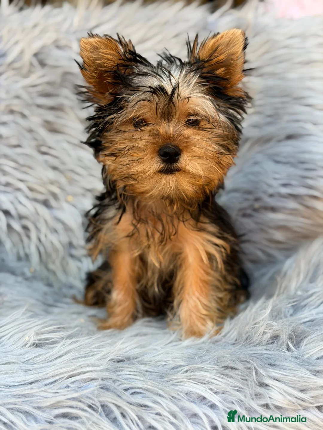 Yorkshire Terrier perros en venta: YORKSHIRE NEGRO FUEGO MACHO  - Anuncio 2