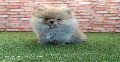 Pomerania perros - Propaganda 7