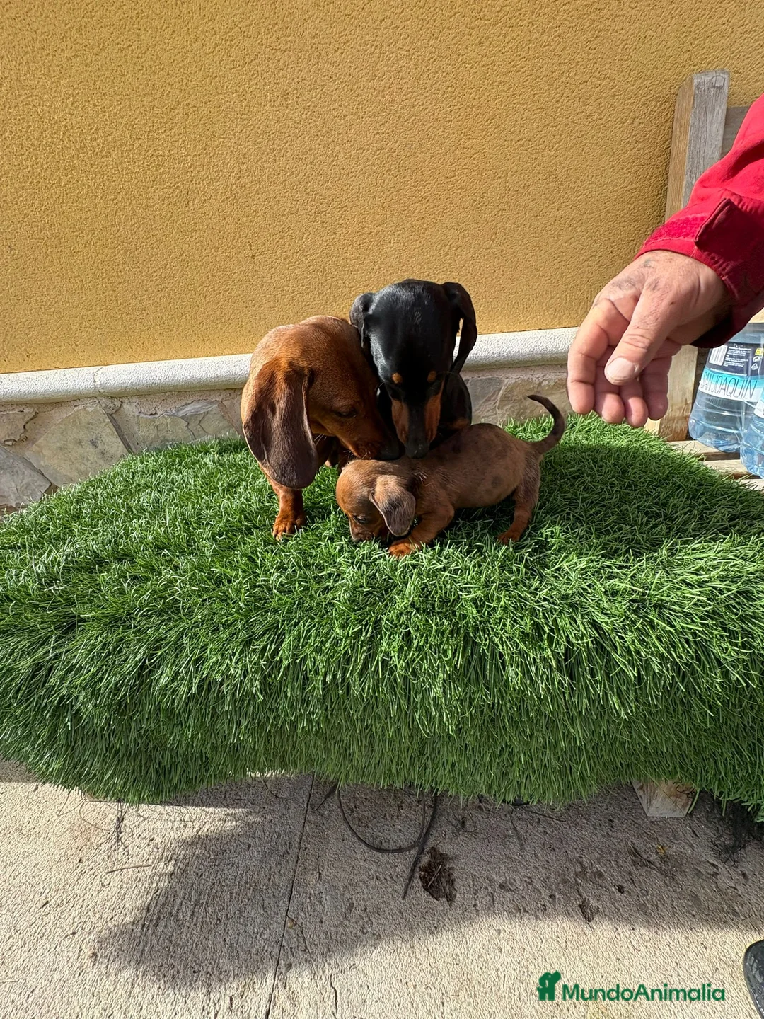 Teckel Miniatura perros en venta: Teckel Kaninchen espectacular cachorro - Anuncio 14