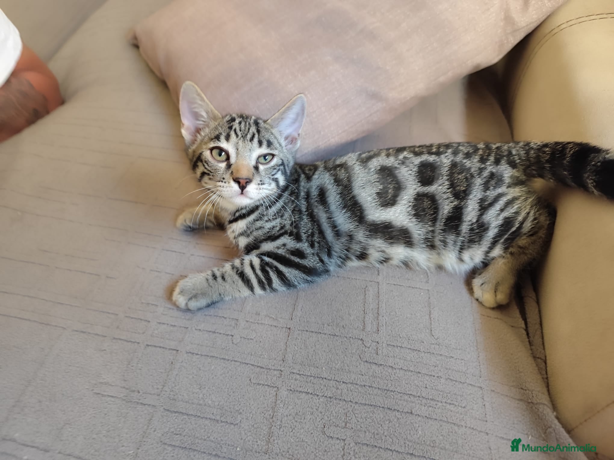 Bengalí gatos Preciosos gatitos bengali  - Anuncio 2
