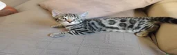 Bengalí gatos en venta: Preciosos gatitos bengali  - Anuncio 4