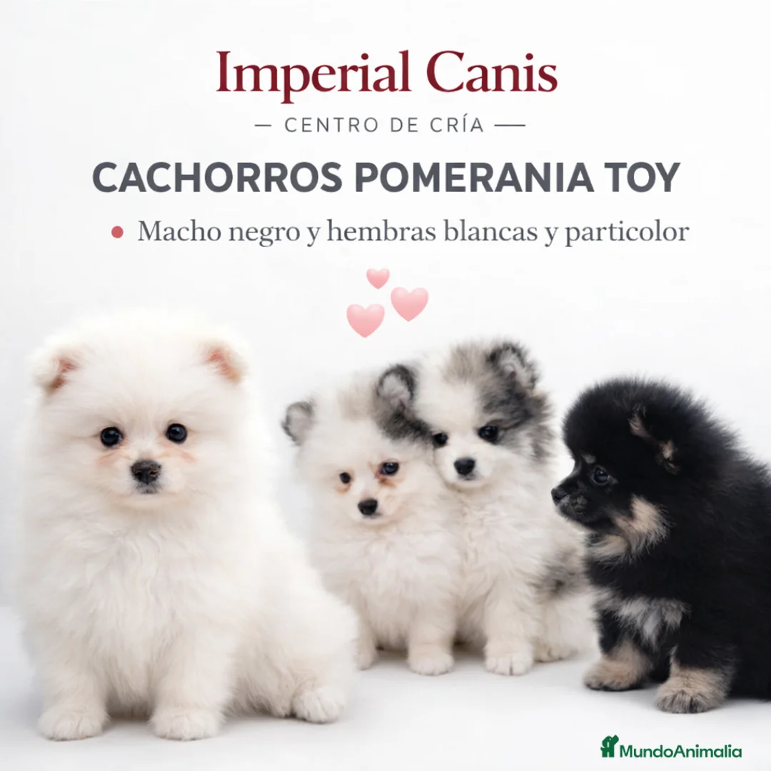 Pomerania perros en venta: POMERANIA TOY 🌈 - Anuncio 1