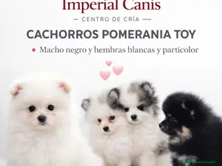 Pomerania perros POMERANIA TOY 🌈 - Anuncio 2