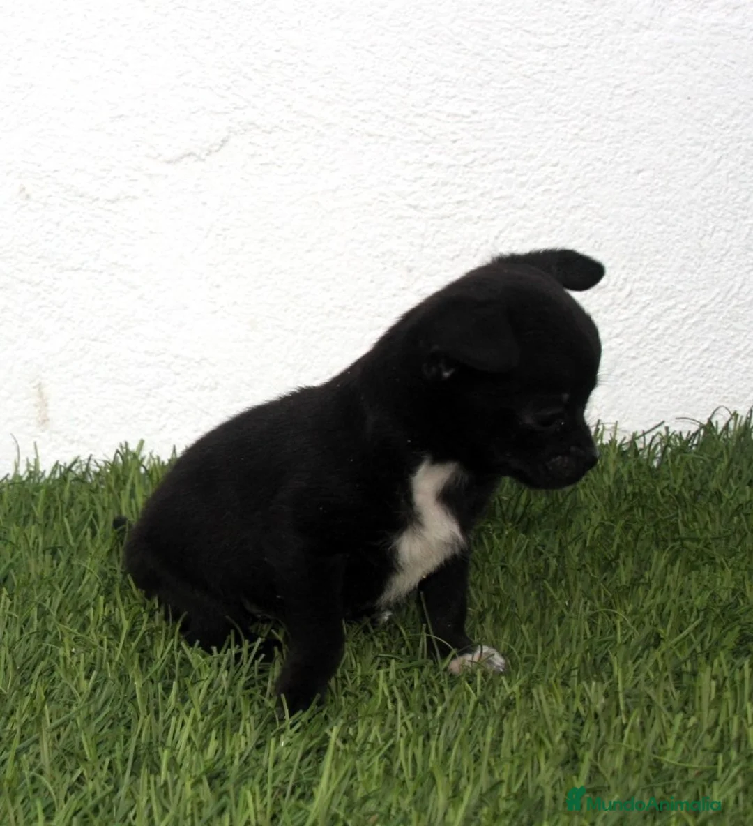 Chihuahua perros en venta: Chihuahua toy  - Anuncio 14