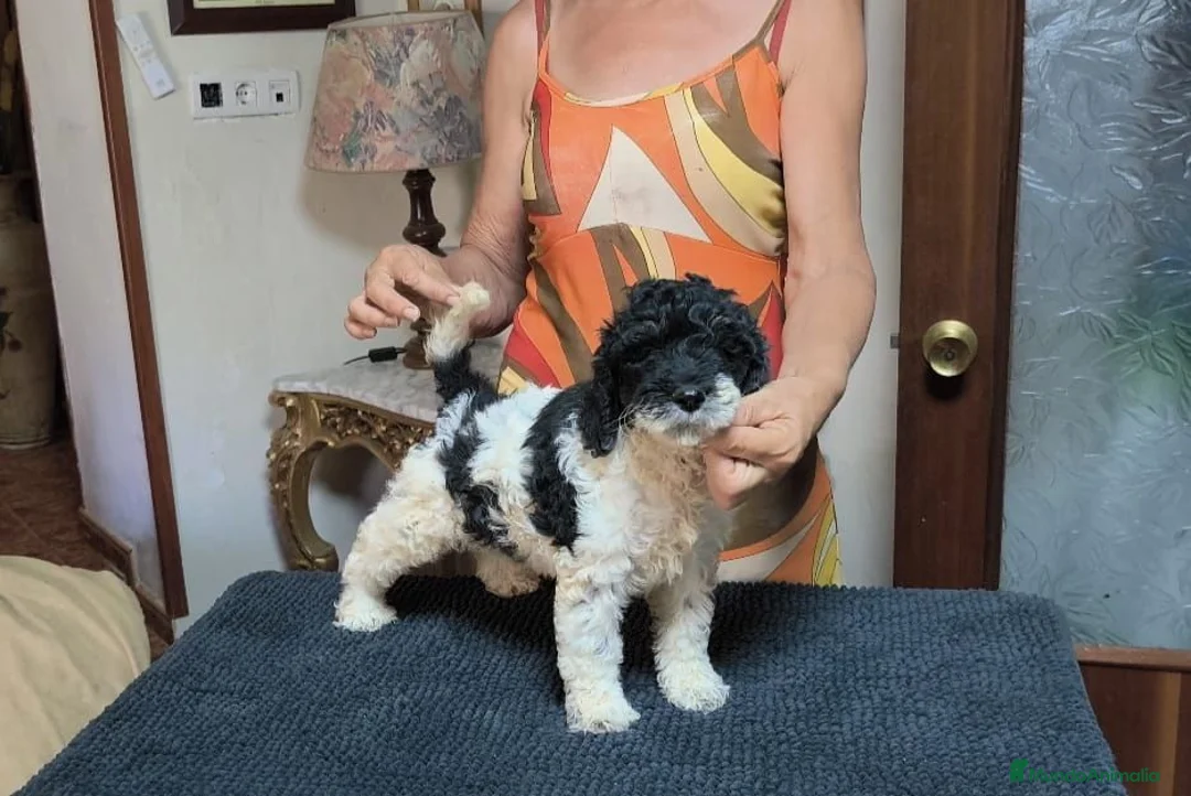 Caniche Gigante perros en venta: Caniche gigante  - Anuncio 1