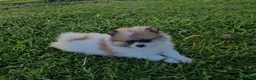 Pomerania perros en venta: Cachorros pomerania, precio real.  - Anuncio 3