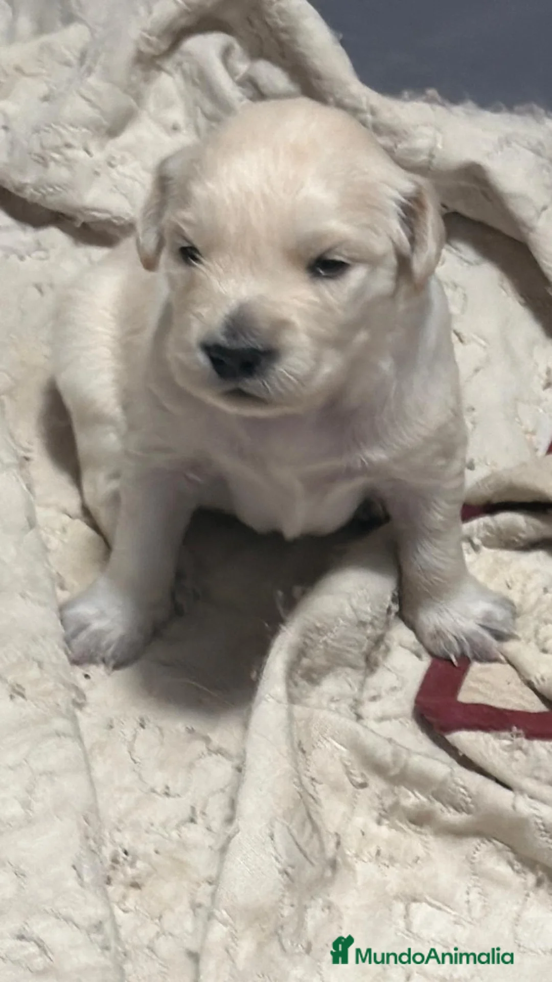 Golden Retriever perros en venta: Golden Retriever  en Sevilla - Anuncio 2