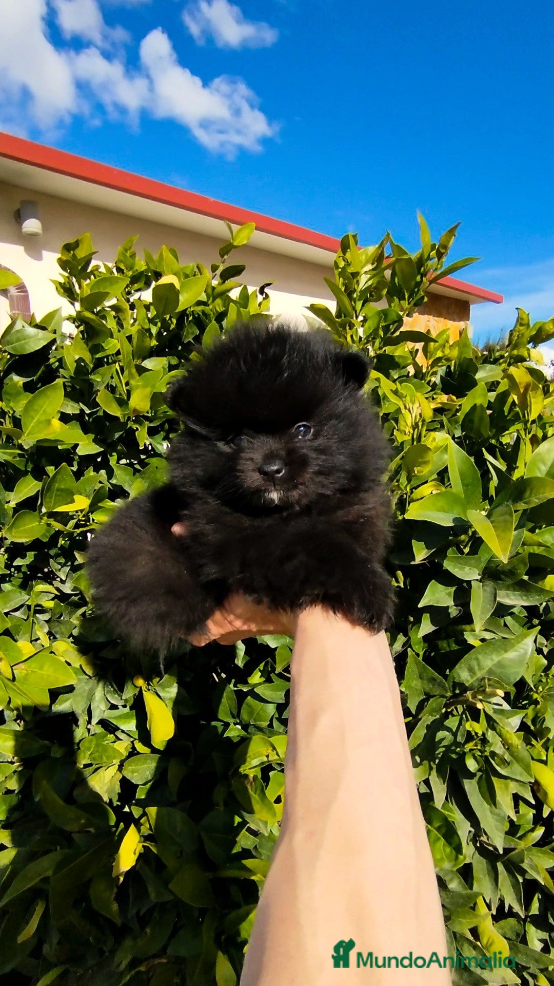 Pomerania perros en venta: Pomerania  - Anuncio 4