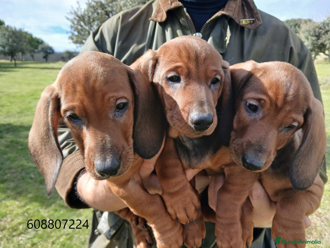Teckel perros en venta: Teckel cachorros pelo corto - Anuncio 4