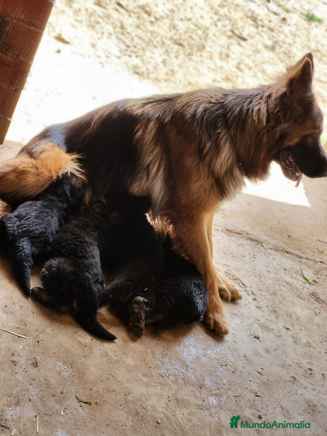 Pastor Alemán perros en venta: CACHORROS PASTOR ALEMÁN - Anuncio 5