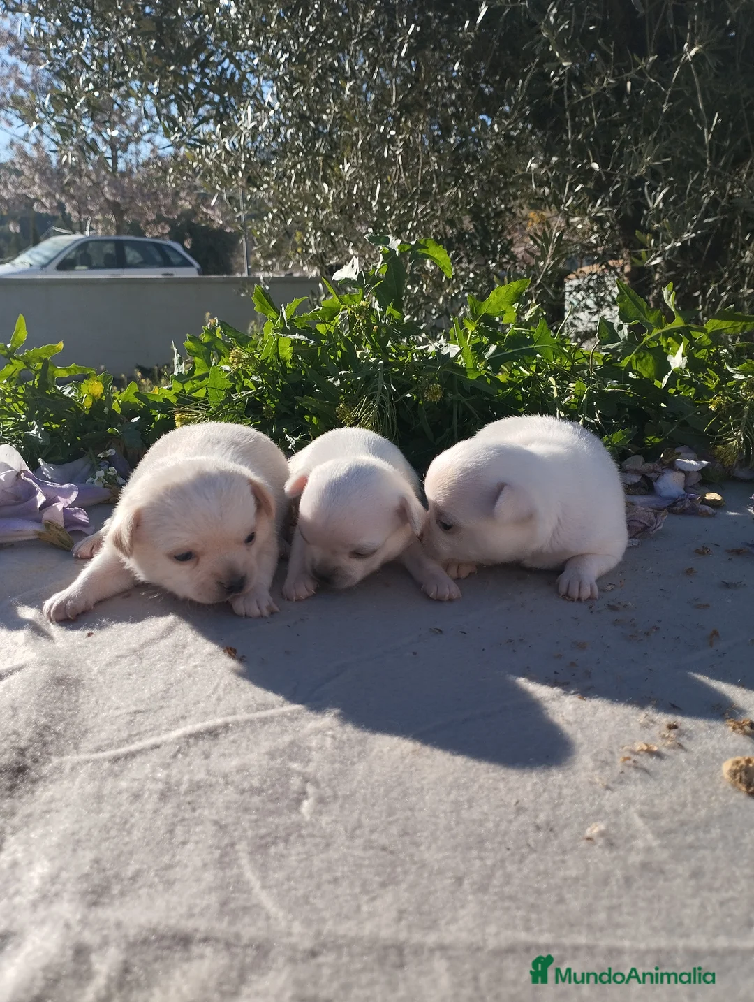 Chihuahua perros en venta: Chihuahuas Toy Cabeza de manzana - Anuncio 2