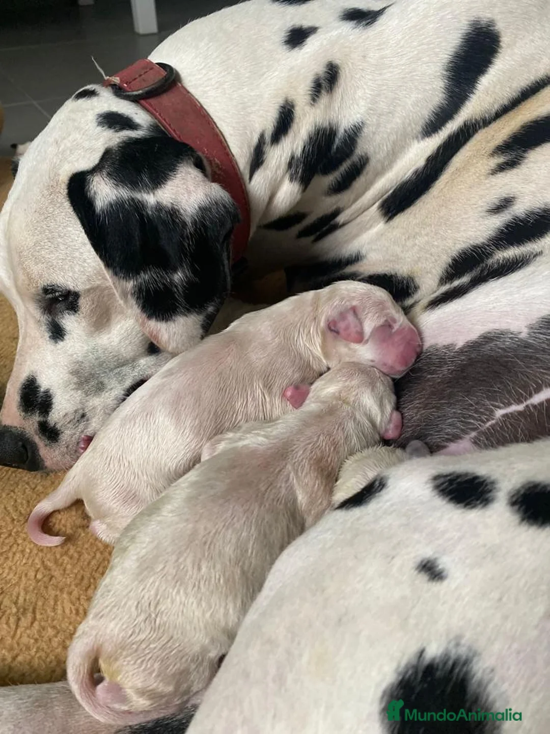 Imagen de galería {{count}}