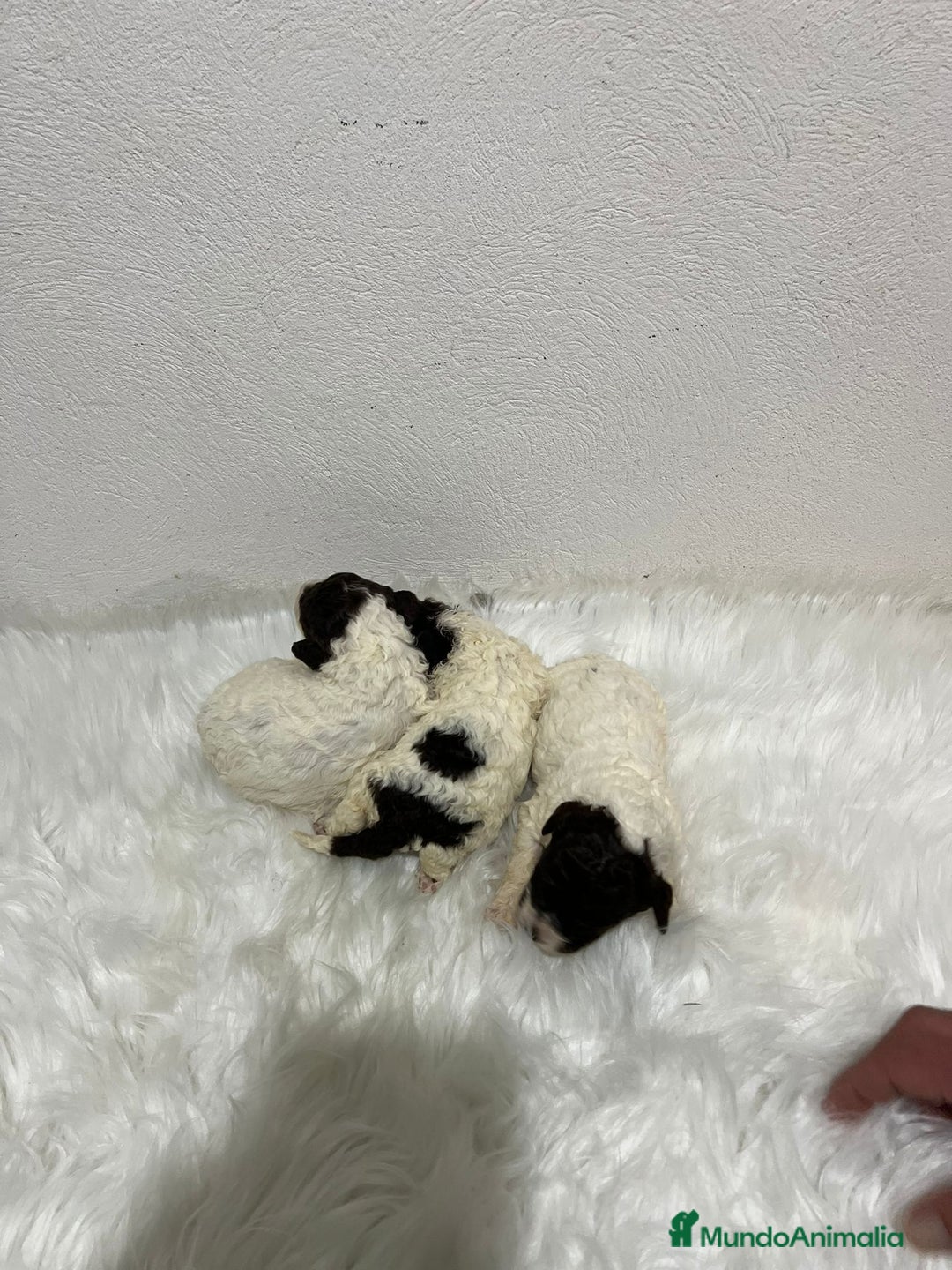 Perro de Agua Español perros en venta: PERRO DE AGUA ESPAÑOL - Anuncio 4