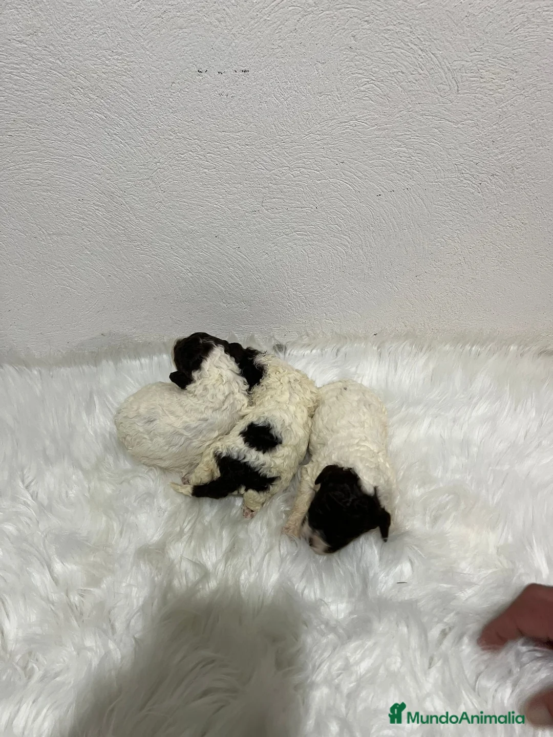 Perro de Agua Español perros en venta: PERRO DE AGUA ESPAÑOL - Anuncio 4