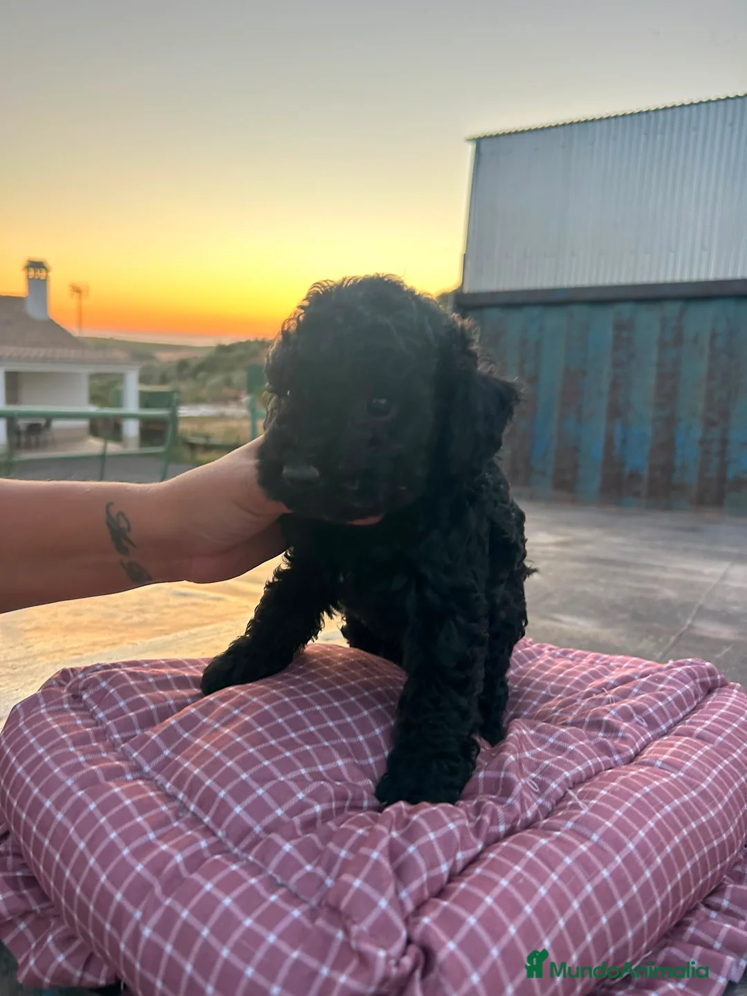 Perro de Agua Español perros en venta: Cachorros de perro de agua Español  - Anuncio 1