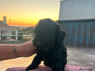 Perro de Agua Español perros Cachorros de perro de agua Español - Anuncio 2