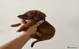 Teckel Miniatura perros en venta: Magníficos Teckel miniatura 601144783  - Imagen 6