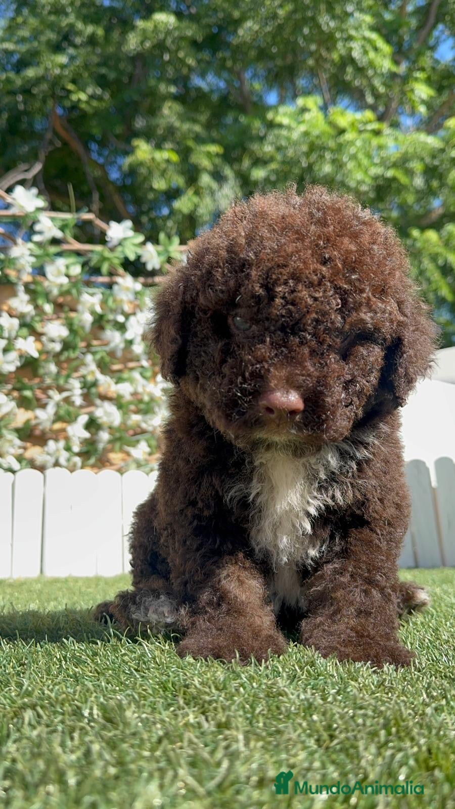 Perro de Agua Español perros en venta: PERRO DE AGUA ESPAÑOL - Anuncio 10