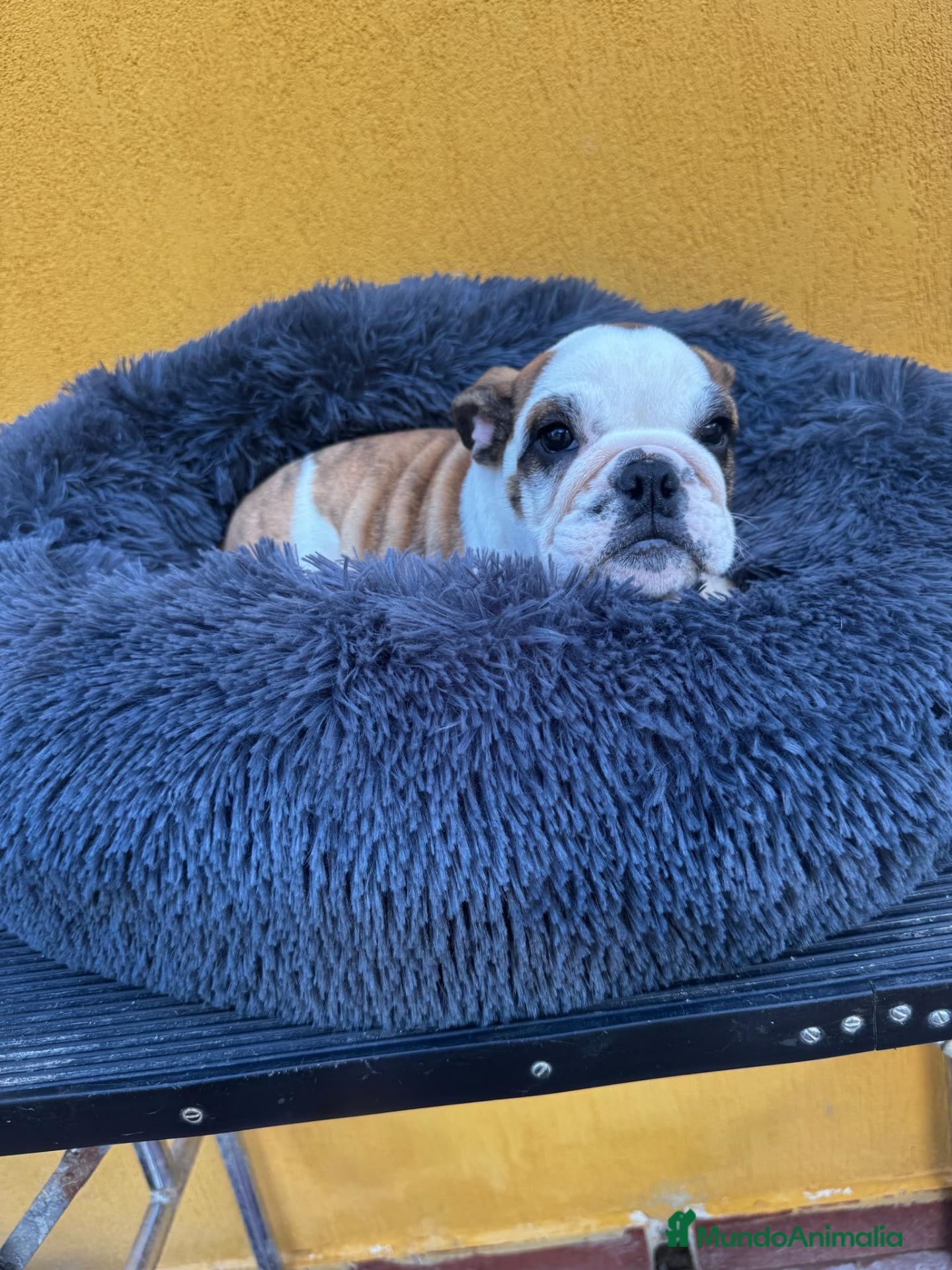 Bulldog Inglés perros Macho bulldog ingles - Anuncio 1
