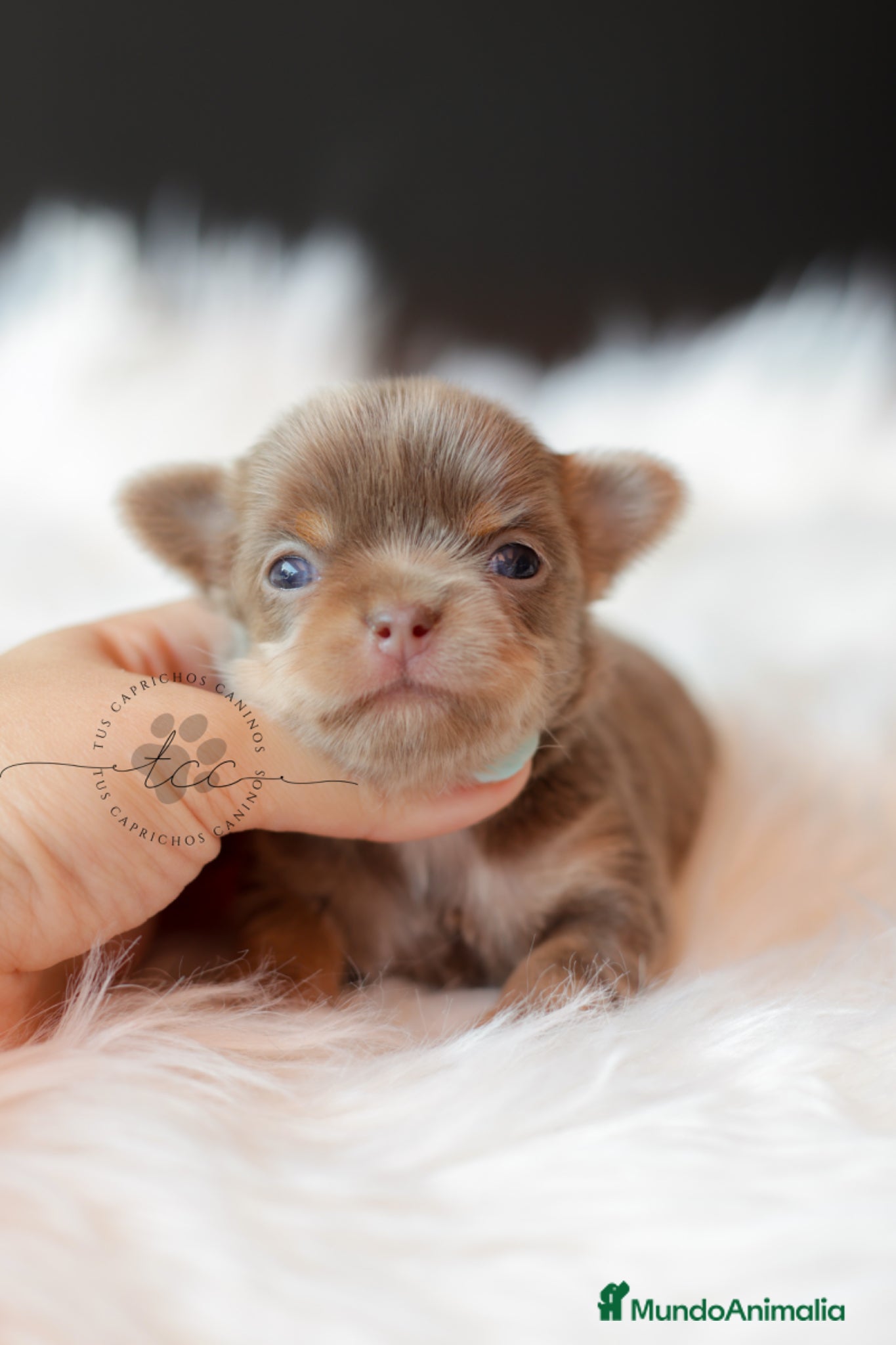 Chihuahua perros CHIHUAHUA TRILILAC PELO LARGO  - Anuncio 3