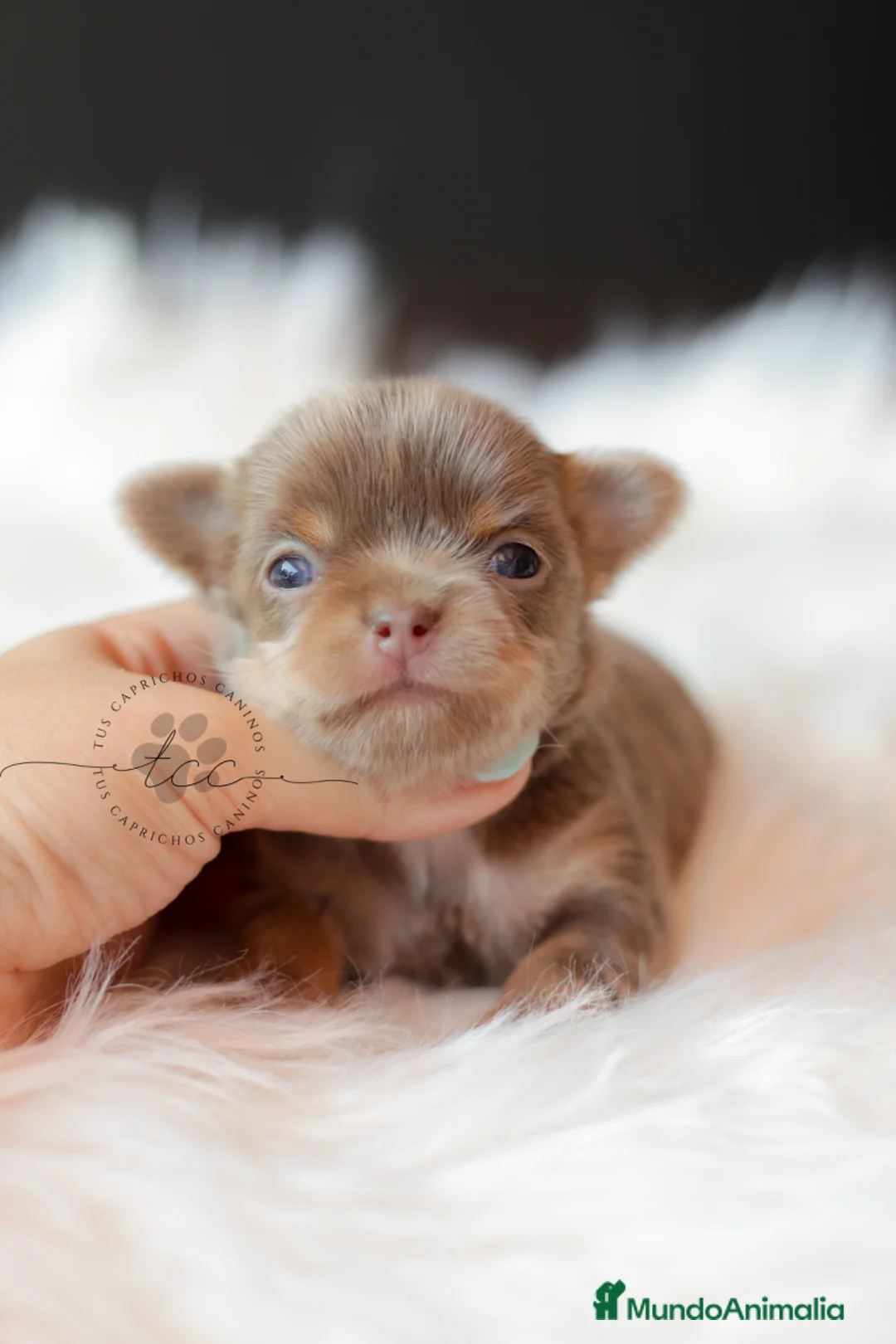 Chihuahua perros en venta: CHIHUAHUA TRILILAC PELO LARGO  - Anuncio 1