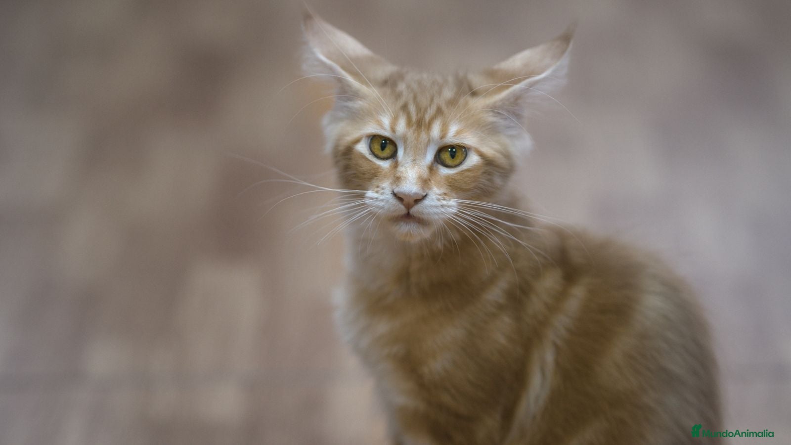 Maine Coon gatos Maine Coon Naranja Macho - Anuncio 25