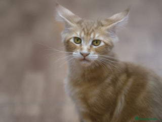 Maine Coon gatos - Anuncio 32