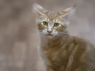 Maine Coon gatos Maine Coon Naranja Macho - Anuncio 4