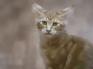 Maine Coon gatos Maine Coon Naranja Macho - Anuncio 9