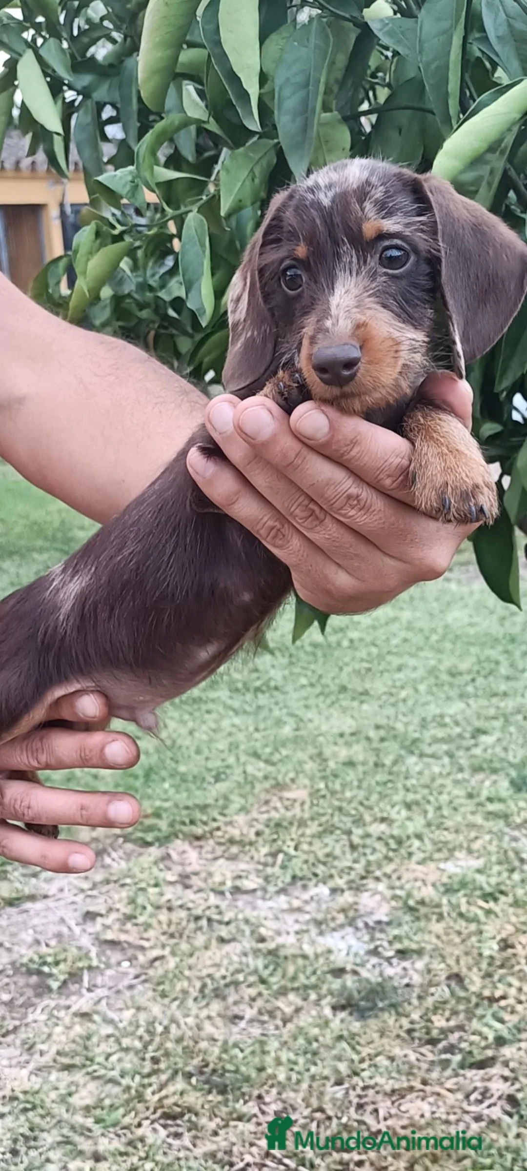 Teckel perros en venta: Preciosos teckel arlequín pelo duro al 50% - Anuncio 2