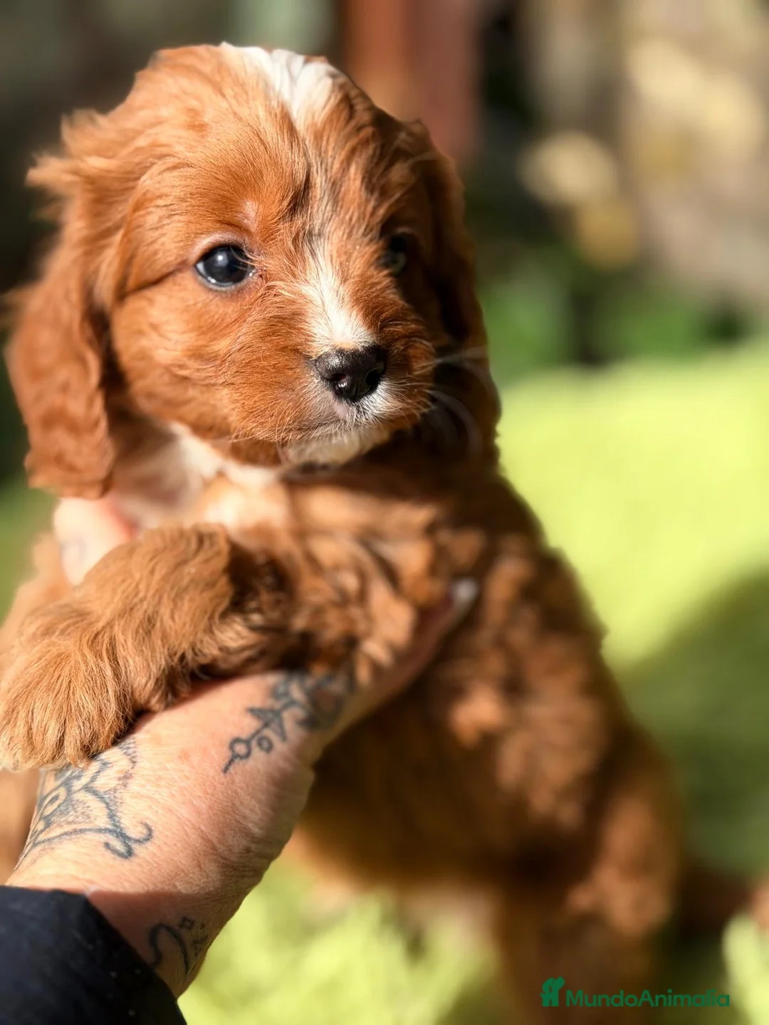Cavapoo perros en venta: CAVAPOO ROJO - Anuncio 7