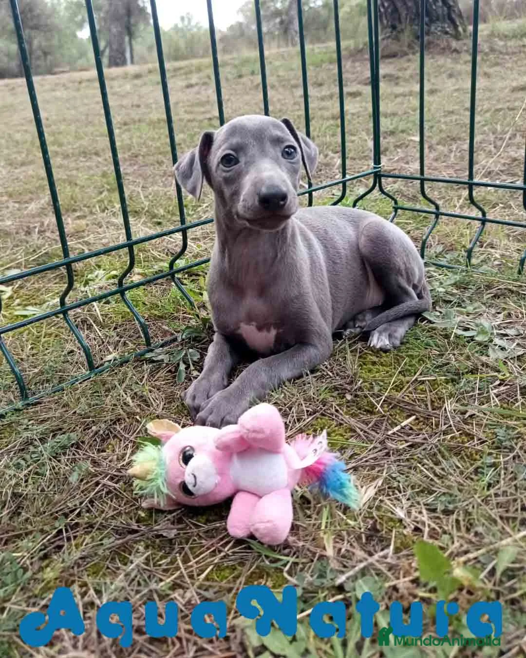 Pequeño Lebrel Italiano perros en venta:  Lebrel Italiano Hembra 1 de AB y Omega AQUANATURA - Anuncio 2