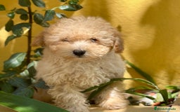 Caniche Toy perros en venta: CANICHES DISPONIBLES EXCELENTE LINEA - Imagen 1