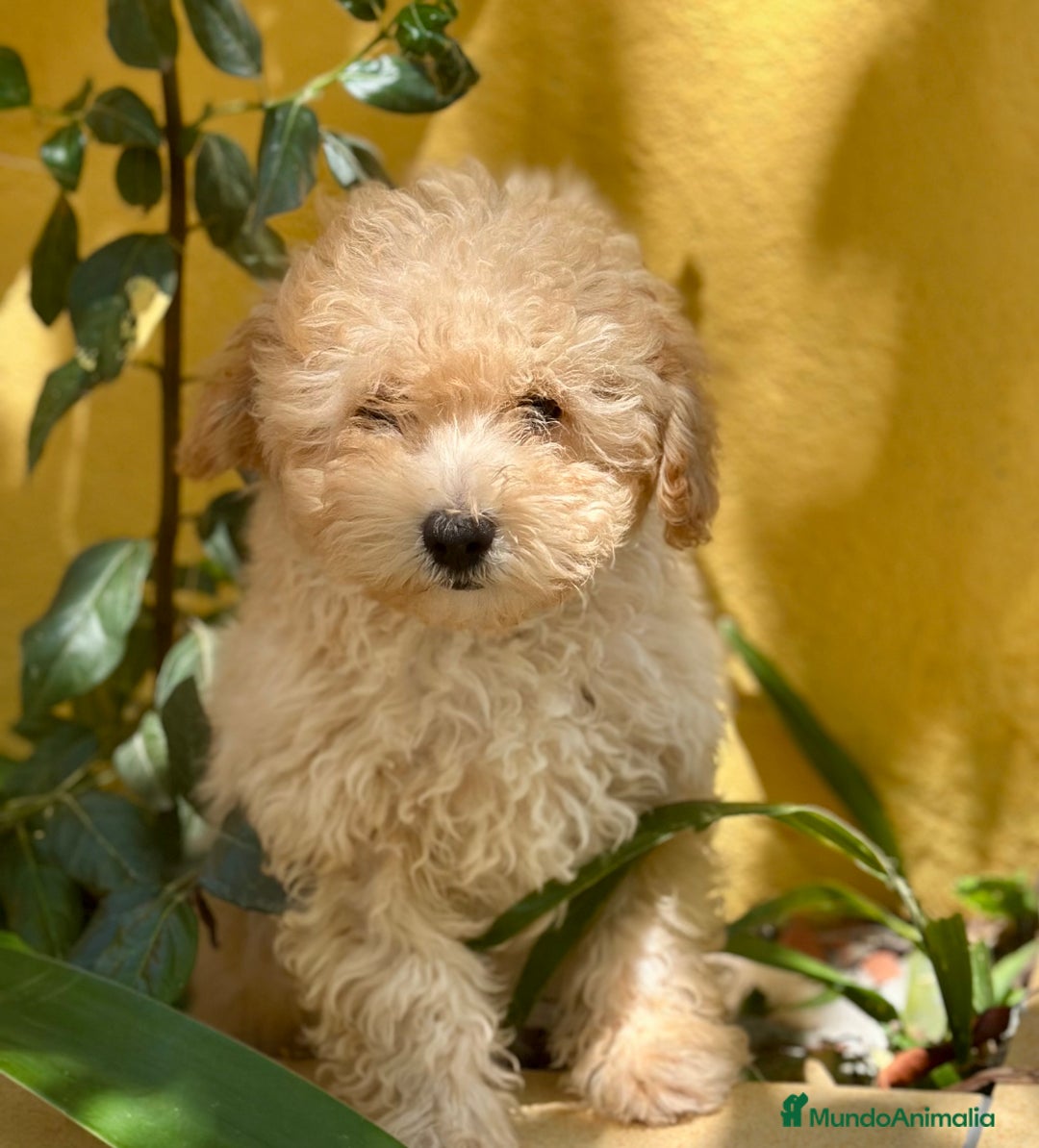Caniche Toy perros en venta: CANICHES DISPONIBLES EXCELENTE LINEA - Imagen 1