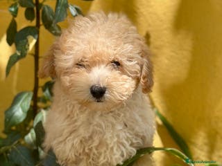 Caniche Toy perros CANICHES DISPONIBLES EXCELENTE LINEA - Anuncio 29